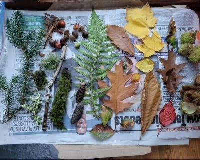 leaf-collection-at-monkey-puzzle