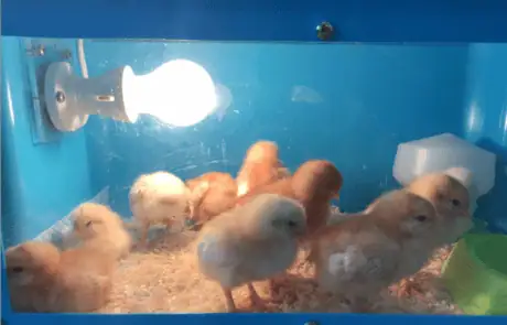 hatching eggs hatching eggs