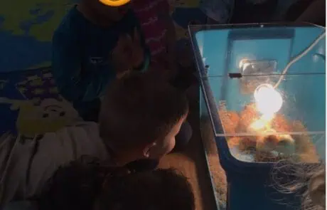 incubating eggs to hatch incubating eggs to hatch