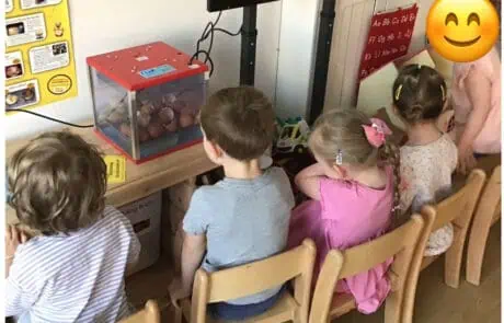 nursery children watching our chicks nursery children watching our chicks