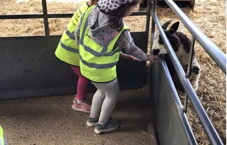feeding time with the goats