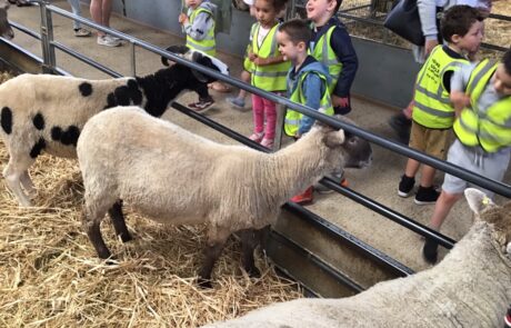 nursery children feeding sheep