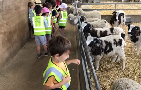 nursery child feeding sheep