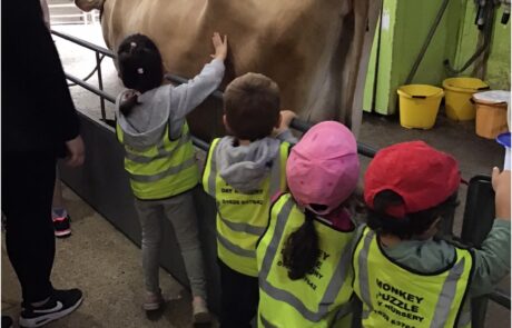 nursery children meeting a cow