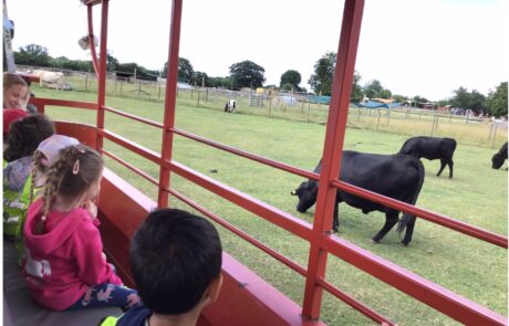 visiting the cows at odds farm