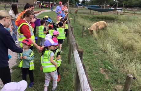 visiting the pigs at odds farm