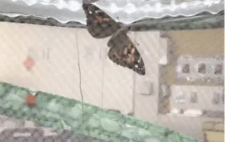 One of our butterflies One of our butterflies