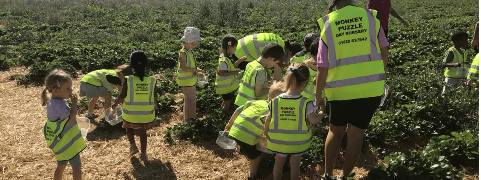 Strawberry Picking Trip to Copas Farm