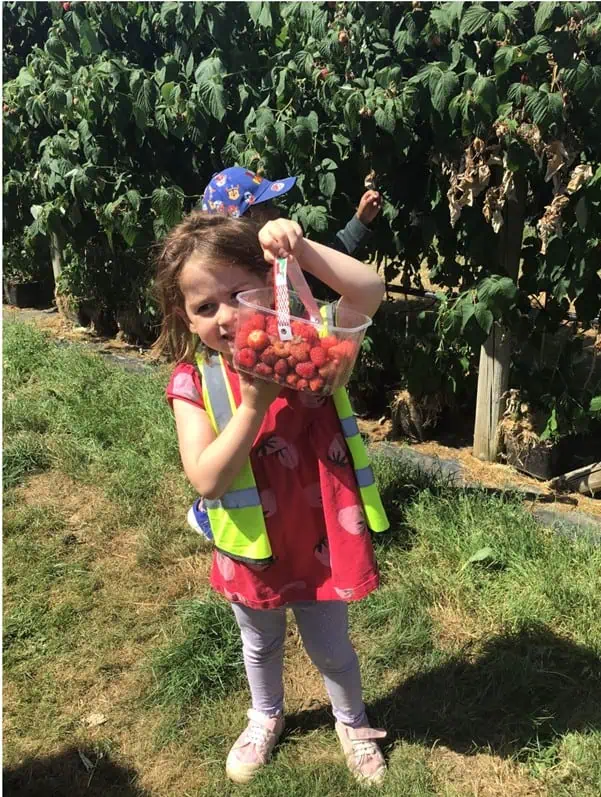 monkey puzzle maidenhead strawberry picking 8