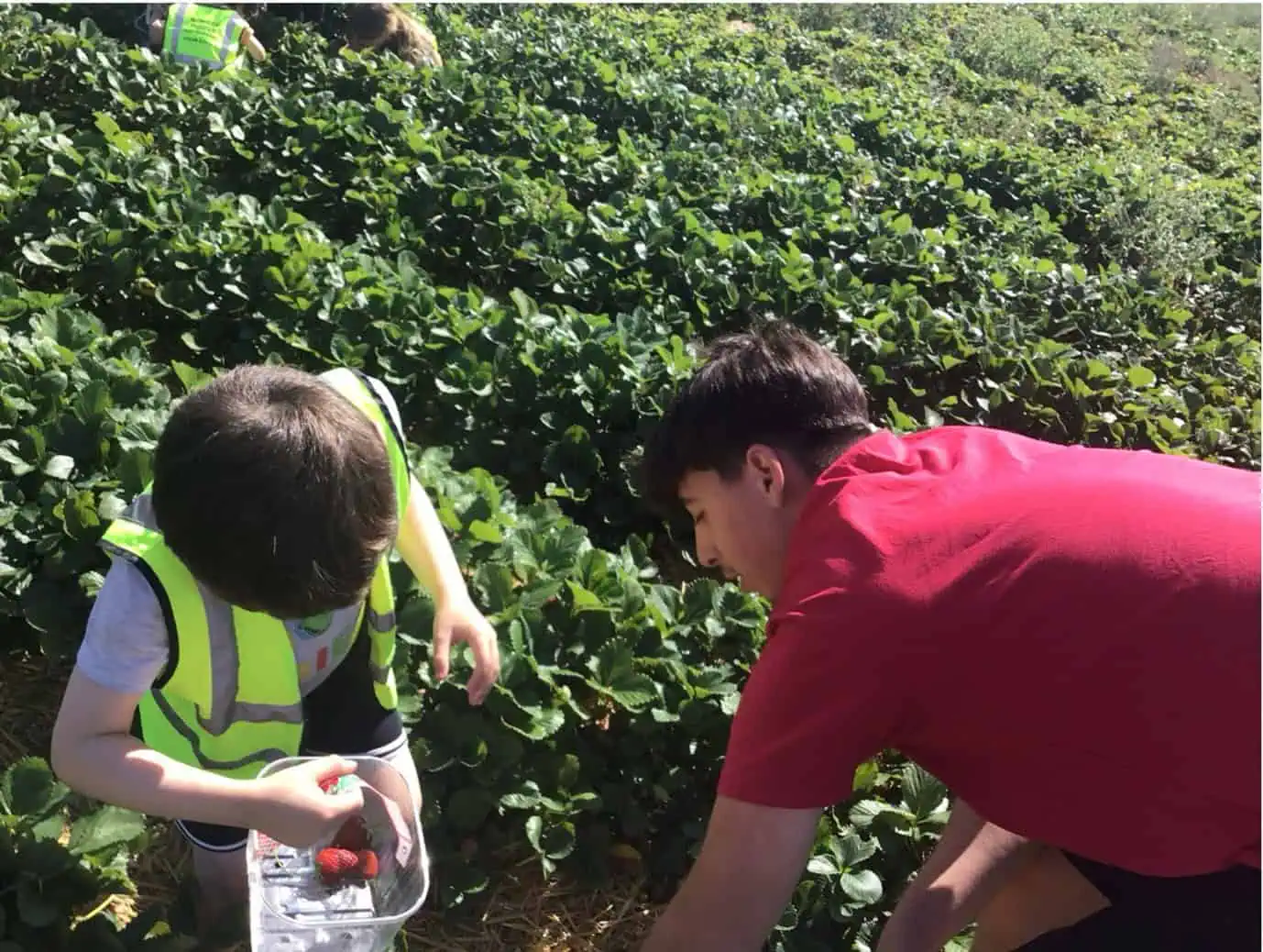 monkey puzzle maidenhead strawberry picking 8