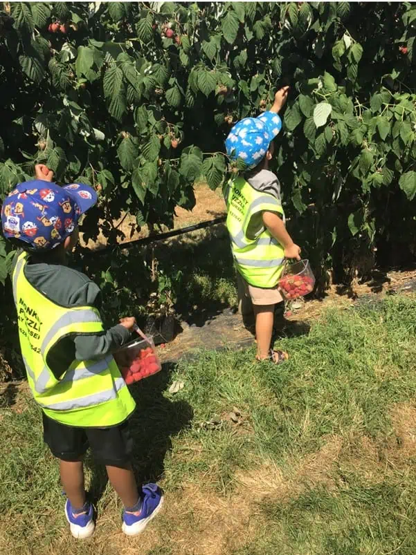 monkey puzzle maidenhead strawberry picking 8