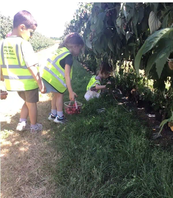 monkey puzzle maidenhead strawberry picking 8