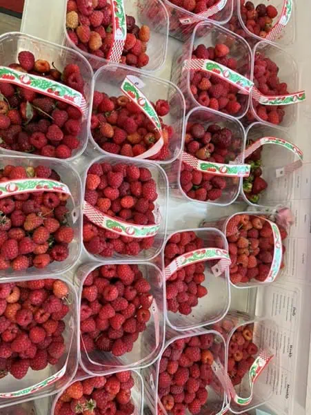 monkey puzzle maidenhead strawberry picking 8