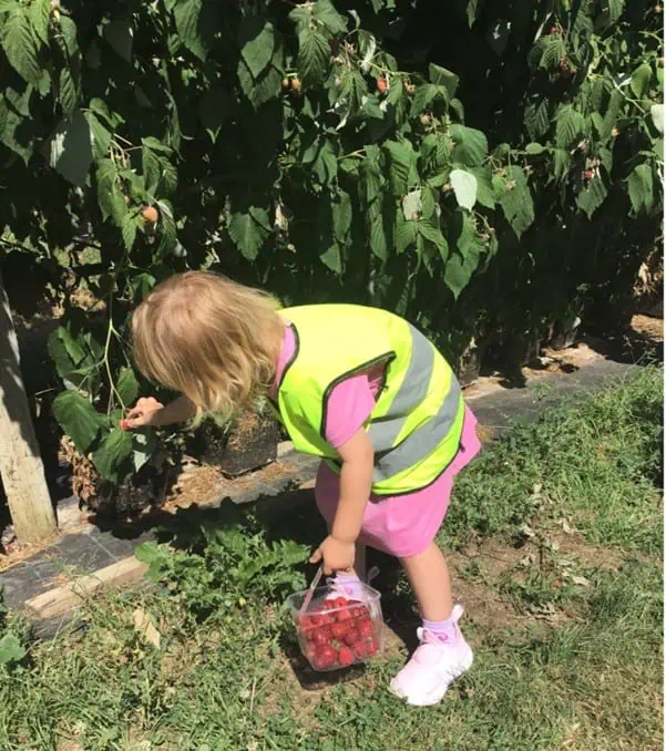 monkey puzzle maidenhead strawberry picking 8