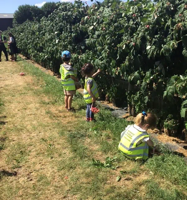 monkey puzzle maidenhead strawberry picking 8